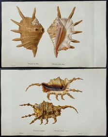 Kiener - 6 Shell Engravings