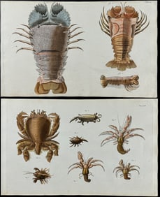 Herbst - 3 Crustacean Engravings