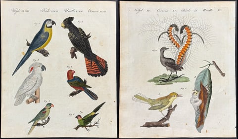 Bertuch - 4 Bird Engravings (Kingfisher, Ground Parrot, Duck, Parrots, Maca, Black Cocatoo,