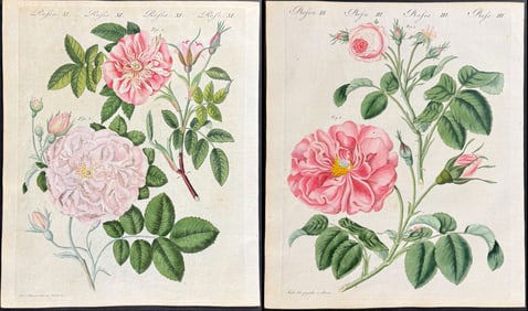Bertuch - 6 Rose Engravings