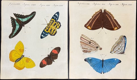 Bertuch - 4 Moth or Butterfly Engravings