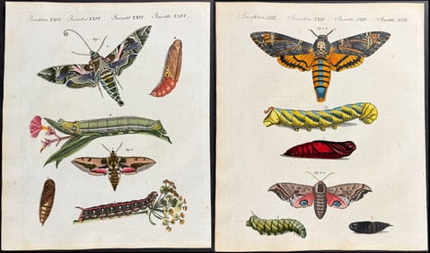 Bertuch - 3 Moth Metamorphosis Engravings