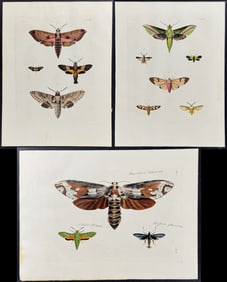Drury - 3 Moth Engravings