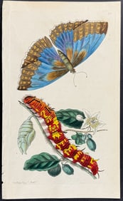Shaw & Nodder - Butterfly (Papilio Telemachus). 732