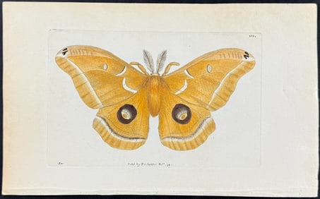 Shaw & Nodder - Moth (Papilio Panthous). 356