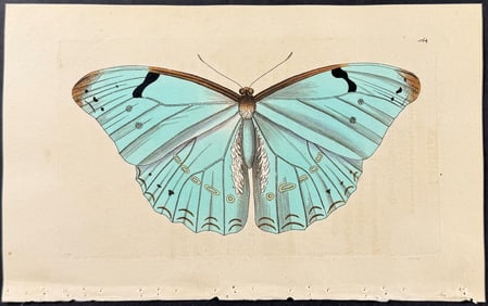 Shaw & Nodder - Butterfly (Papilio Laertis). 564