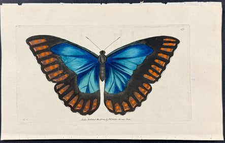 Shaw & Nodder - Butterfly (Papilio Perseus). 472