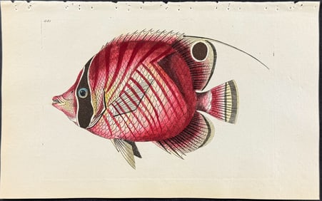 Shaw & Nodder - Red-striped Chaetodon. 551