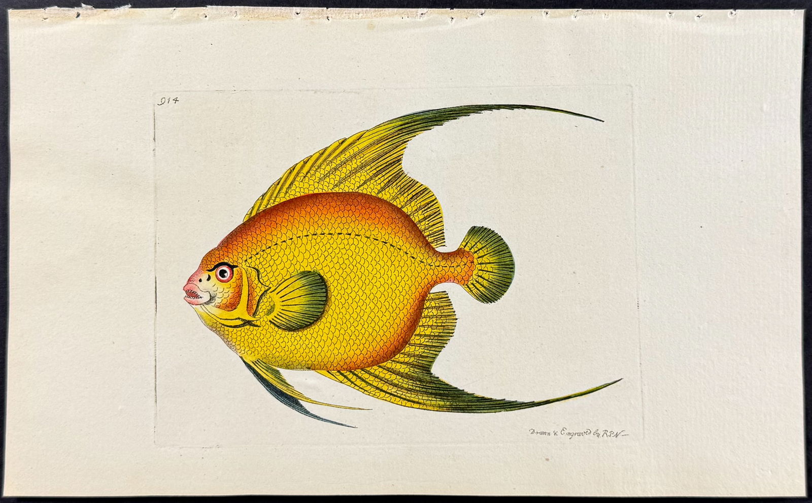 Shaw & Nodder - Golden Chaetodon Fish. 914 (1 of 1)