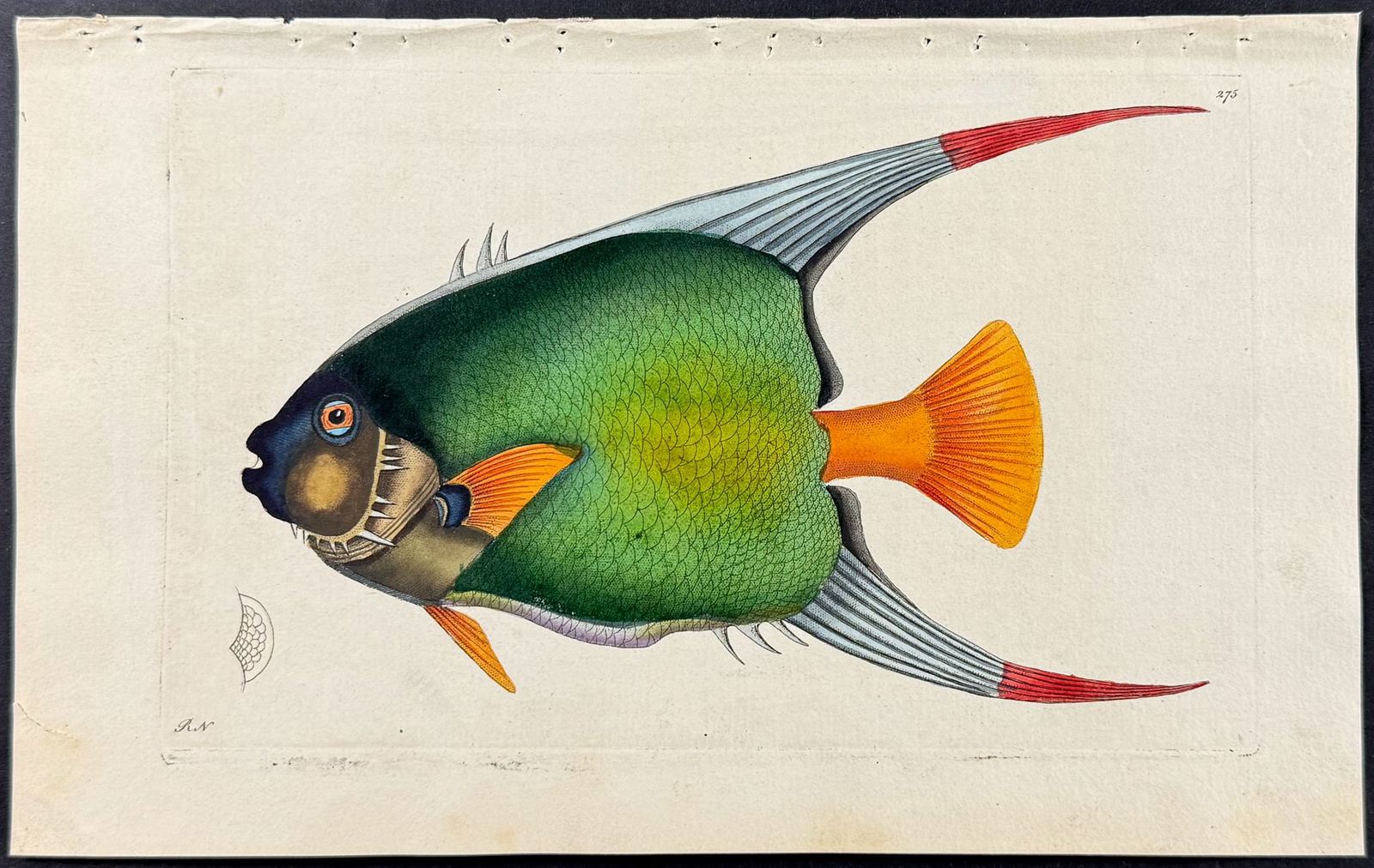 Shaw & Nodder - Double-scaled Chaetodon Fish. 275 (1 of 1)