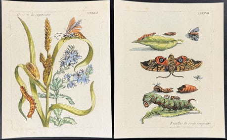 Merian - 5 Insect & Botanical Engravings