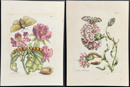 Merian - 3 Insect & Botanical Engravings