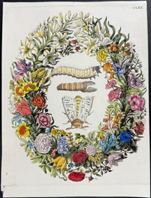 Merian - Floral Wreath & Moth Metamorphosis. 170