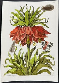 Merian - Crown Imperial Lily with Moth Metamorphosis. 160