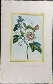 Buchoz - Blue Passion Flower & Moth. 2-76