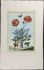 Buchoz - Rose & Moth. 2-85