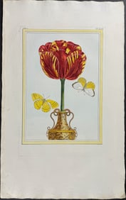 Buchoz - Tulip & Moths. 2-46