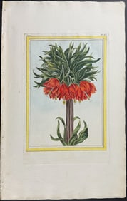 Buchoz - Crown Imperial Lily. 2-11