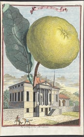 Volckamer - Pomelo or Shaddock - Pompel moes Occident. 172