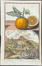 Volckamer - Orange - Aranzo con frutto e foglia variegato. 193