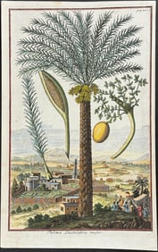 Volckamer - Palm tree - Palma Dactilifera major. 227a