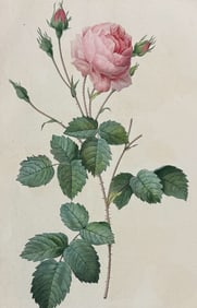 Redoute, Folio - Rose - Rosa Centifolia crenata
