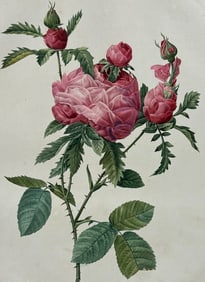 Redoute, Folio - Rose - Rosa centifolia prolifer foliacea