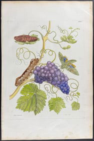 Merian, Folio - Grapes with Moth Metamorphosis. 34