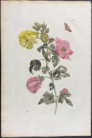 Merian, Folio - Hibiscus or Mallow with Moth Metamorphosis. 37