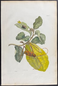 Merian, Folio - Lemon or Citrust with Harlequin Beetle & Moth Metamorphosis. 28