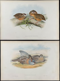 Gould - 4 Quail & Partridge Lithographs