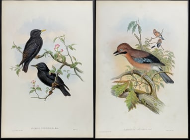 Gould - 5 Bird Lithographs