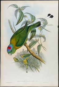Gould - Great Racket-tailed Parrot