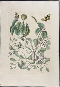 Catesby, First Ed - Mancaneel Tree with two Butterflies. 2-95