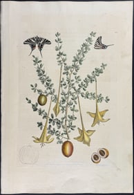 Catesby, First Ed - Zebra Swallow-Tail Butterfly with Prickly Apple. 2-100