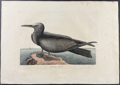 Catesby, First Ed - Noddy. 1-88