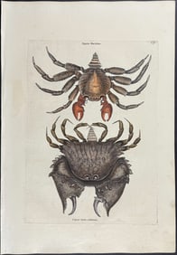 Catesby, First Ed - Red Mottled Rock Crab & Rough Shelled Crab. 2-36