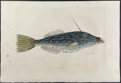Catesby, First Ed - Bahama Unicorn Fish. 2-19