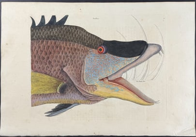 Catesby, First Ed - Great Hog Fish (Head). 2-15