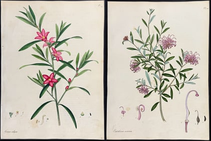 Andrews - 11 Botanical Engravings