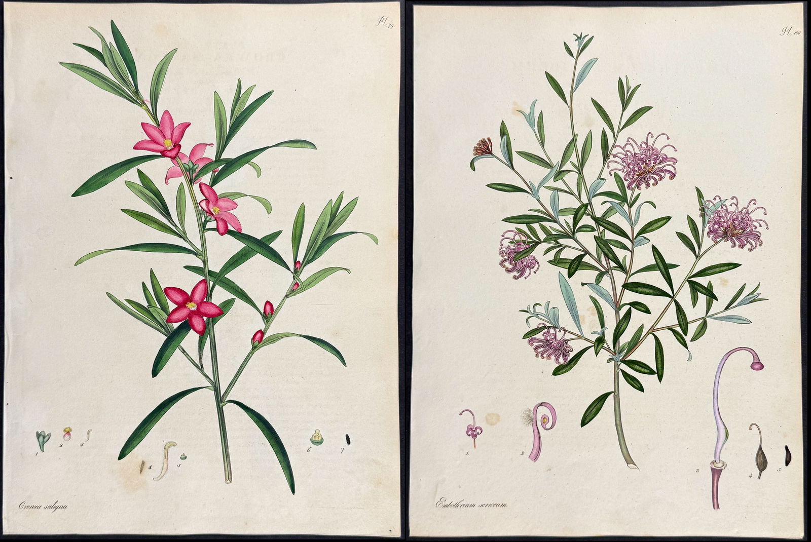 Andrews - 11 Botanical Engravings