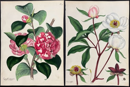 Andrews - 7 Botanical Engravings (Camellia, Peony, Plantain-Tree)