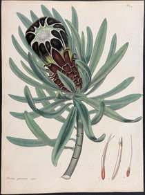 Andrews - Black-flowered Protea