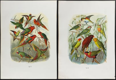 Reichenow - 5 Parrot Prints
