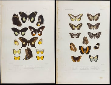 Dumont - Pair of Butterfly Engravings