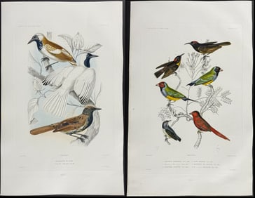 Dumont - Pair of Bird Engravings (Antbird)
