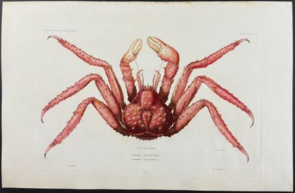 Dumont - Southern King Crab. 7