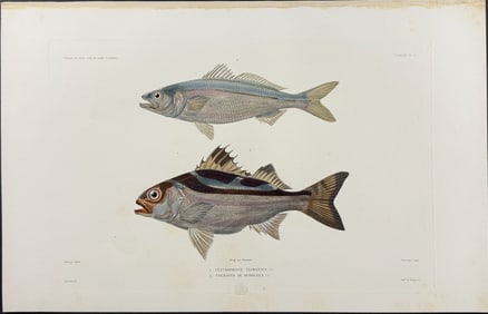 Dumont - Australian Salmon & Fish. 4