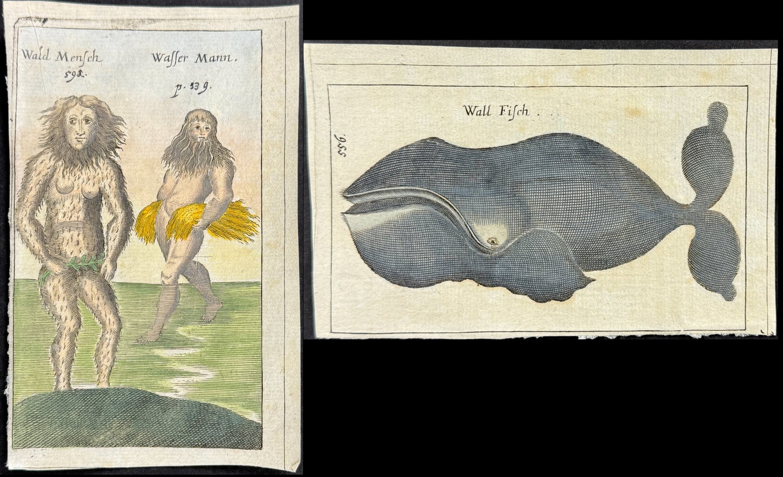 Seyfried, pub. 1694 -Pair of Engravings of Whale & Hairy Man Monster / Early Man: This fascinating engraving is from Johann Heinrich Seyfried's Medulla Mirabilium naturae or Exquisite... Wonders, of the creation of nature, celestial firmaments, stars, planets, and comets... As well