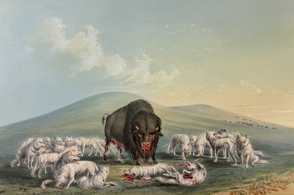 Catlin, Folio - Buffalo Hunt, White Wolves Attacking a Buffalo Bull